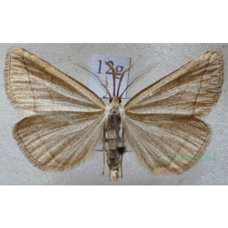Polypogon tentacularia (Linnaeus, 1758) Szczękalica kleszczanka Czech12g